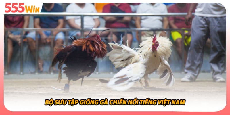 Đá Gà Đòn Bí Quyết Tạo Nên Chiến Thắng Từ Sắc Thái Cao Thủ 2 Bộ sưu tập giống gà chiến nổi tiếng việt nam