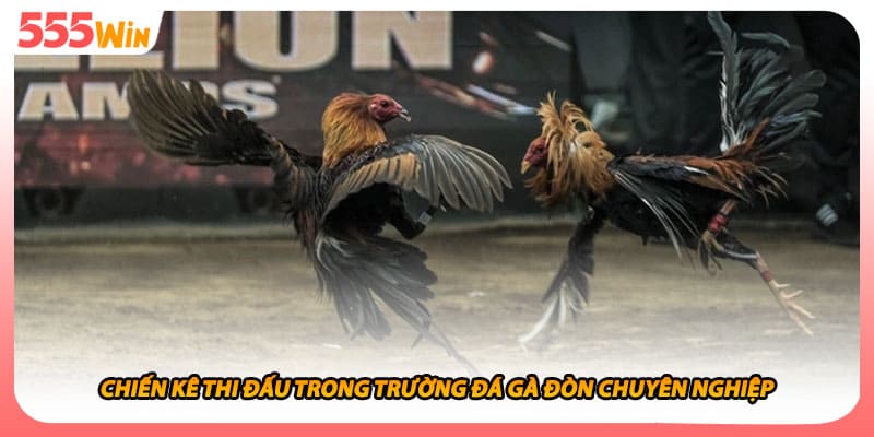 Đá Gà Đòn Bí Quyết Tạo Nên Chiến Thắng Từ Sắc Thái Cao Thủ 1 Chiến kê thi đấu trong trường đá gà đòn chuyên nghiệp