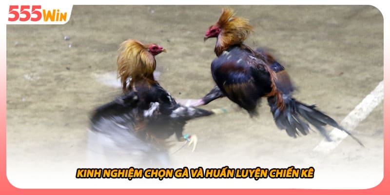 Đá Gà Cựa Dao Nghệ Thuật Đấu Trường Khốc Liệt Máu Chiến Nhất 3 Kinh nghiệm chọn gà và huấn luyện chiến kê