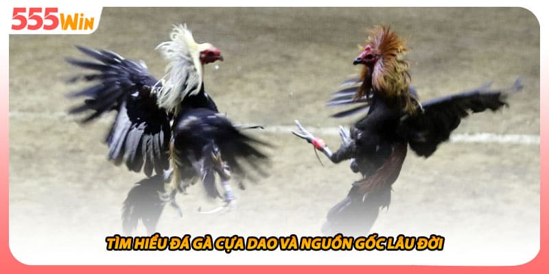 Đá Gà Cựa Dao Nghệ Thuật Đấu Trường Khốc Liệt Máu Chiến Nhất 1 Tìm hiểu đá gà cựa dao và nguồn gốc lâu đời